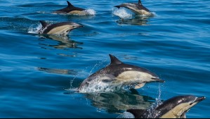 Registran en video impresionante manada de delfines en Tocopilla: ¿Cuántos habían?