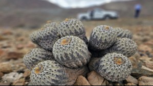 Extraía cactus endémicos en Antofagasta para su venta en Europa: Conozca la condena que le impusieron
