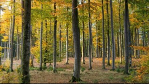Incendios forestales: Recuperar los bosques nativos es clave Incendios forestales: Recuperar los bosques nativos es clave
