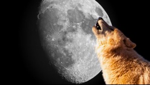 ¿Qué días podremos ver la Luna del Lobo? Este es el origen del nombre de la Luna llena de enero
