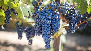 ¿Cómo afecta el cambio climático a la industria del vino? ¿Cómo afecta el cambio climático a la industria del vino?