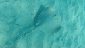 Confirman la existencia de la raya diamante en el norte de Chile: ¿Cuál es su importancia para el ecosistema?