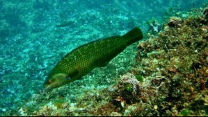 Cambio climático: Alteraciones en las corrientes marinas desplazan a esta popular especie marina chilena
