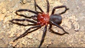 'Hay muchas especies más a la espera de ser encontradas': Las fotos más impactantes de la araña descubierta en Talca