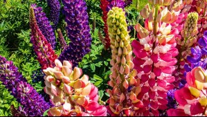 Lupino en Chile: Esta es la doble realidad de estas hermosas flores en la Patagonia