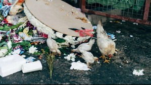 La crisis del desperdicio de alimentos: ¿Cómo podemos evitarlo?