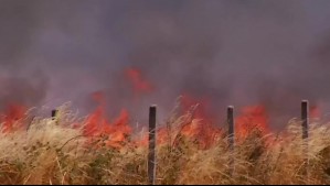 ¿Qué son las lenguas de fuego que impulsan las llamas en los incendios forestales? Jaime Leyton lo explica
