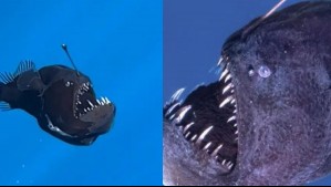 Muere el pez diablo visto en la superficie y su tamaño sorprende: 'Pensaba que era enorme'