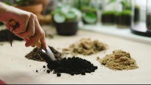 Cuescos de paltas y aceitunas revolucionan el uso del biocarbón en los suelos