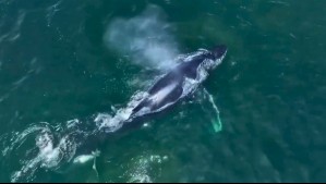 Una ballena navega en las cercanías de Playa Brava en Iquique: Esto recomienda la Armada en caso de avistar de cetáceos
