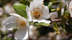 Este árbol de Chile marca el final de las vacaciones: Así es la conexión entre los ulmos y el verano