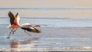 Realizan censo internacional de flamencos altoandinos: Cuál es su hábitat y cuántos hay en Chile
