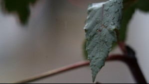 Pronóstico oficial de lluvias: Sólo estas pocas localidades recibirán algunas gotas este último domingo de verano