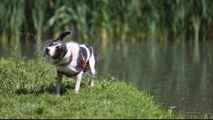 Estas dos provincias de Valparaíso en alerta amarilla por calorón durante dos jornadas consecutivas: Senapred