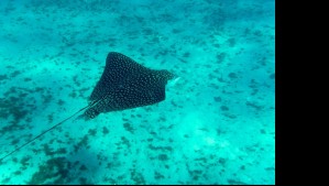 SKIPER: Descubre al robot submarino que explorará la Antártica