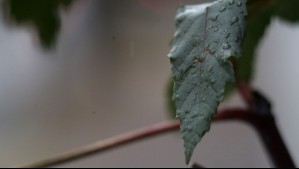 Pronostican lloviznas en la región de Atacama: Este es el reporte oficial para los primeros días de abril