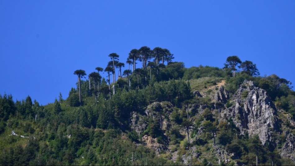 Descubre los secretos de la milenaria cordillera de Nahuelbuta