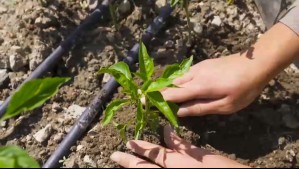 Huechún: Así se fabrica el fertilizante de aguas residuales Huechún: Así se fabrica el fertilizante de aguas residuales