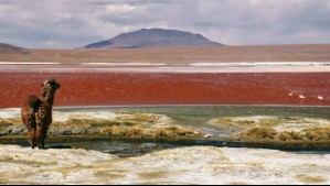 ¿Por qué la Laguna Roja tiene ese vibrante color? Esto es lo que se sabe