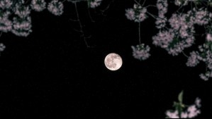 La Luna de Flores será una microluna: Este día podrá verse la luna llena de mayo en Chile La Luna de Flores será una microluna: Este día podrá verse la luna llena de mayo en Chile