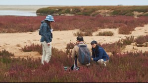 Humedales en riesgo: Científicos crean red de conservación para estos ecosistemas en Coquimbo