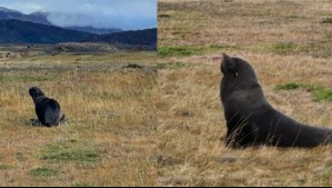 Impresionante hallazgo de lobo marino en Torres del Paine: Así fue rescatado y reinsertado en su hábitat