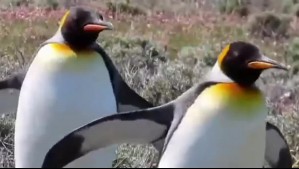 El tierno video de unos pingüinos paseando por esta localidad: 'Esto es el continente, no en la Antártica' El tierno video de unos pingüinos paseando por esta localidad: 'Esto es el continente, no en la Antártica'