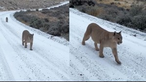 'Hemoso': En Torres del Paine turistas captan a puma paseando con sus cachorros