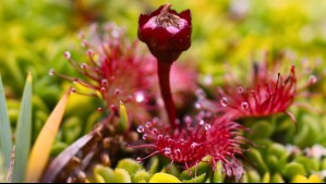 'Especies bandera que protegen sus hábitats': Así es como el cambio climático amenaza a las plantas carnívoras de Chile 'Especies bandera que protegen sus hábitats': Así es como el cambio climático amenaza a las plantas carnívoras de Chile