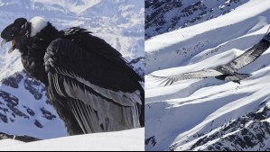 Fotógrafo capta a un cóndor volando sobre la cordillera de Santiago: 'Hermoso ejemplar' Fotógrafo capta a un cóndor volando sobre la cordillera de Santiago: 'Hermoso ejemplar'