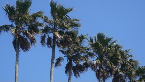 Por viento de hasta 110 km/h emiten alerta meteorológica: Se extenderá por tres días