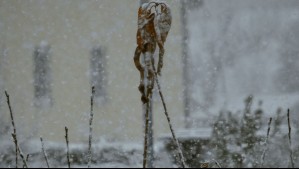 Hasta 20 cm de nieve: Meteorología pronostica nevada normal a moderada en esta provincia de la zona sur Hasta 20 cm de nieve: Meteorología pronostica nevada normal a moderada en esta provincia de la zona sur