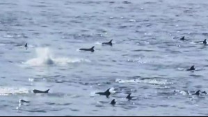 Avistan decenas de toninas en Valparaíso: Mira el video de un aficionado de Megatiempo Avistan decenas de toninas en Valparaíso: Mira el video de un aficionado de Megatiempo