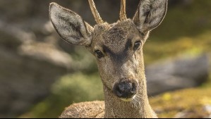 Imágenes del descubrimiento de una especie en peligro de extinción en Chile: Es una manada de 10 huemules en esta zona Imágenes del descubrimiento de una especie en peligro de extinción en Chile: Es una manada de 10 huemules en esta zona