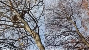 'Es un avistamiento espectacular': Captan a un puma encima de un árbol en las Termas de Chillán