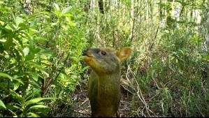 Registran presencia de pudúes en estos lugares del sur: 'Esperamos reencontrarnos con el ciervo más pequeño de Chile'