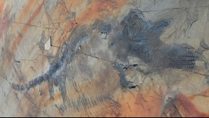 La especie prehistórica descubierta en un glaciar en Torres del Paine: el fósil conserva fetos en su interior La especie prehistórica descubierta en un glaciar en Torres del Paine: el fósil conserva fetos en su interior