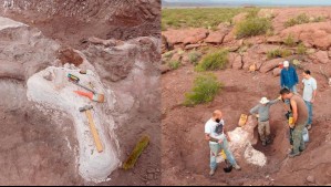 En un yacimiento petrolero muy cerca de Chile descubren nueva especie de dinosaurio: Vivió hace 95 millones de años En un yacimiento petrolero muy cerca de Chile descubren nueva especie de dinosaurio: Vivió hace 95 millones de años