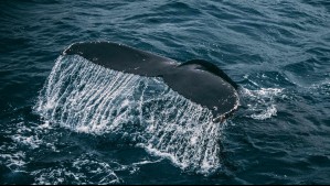 Ballenas y delfines: Descubre cuántas especies de cetáceos hay en Chile y cómo se ven amenazados por el hombre Ballenas y delfines: Descubre cuántas especies de cetáceos hay en Chile y cómo se ven amenazados por el hombre