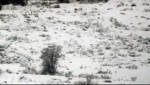 Anuncian intensas nevadas en cordillera desde Coquimbo hasta Ñuble: Se acumularían 55 cm hasta este sábado