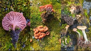 Así son las nuevas especies de hongos halladas en la Antártica: 'Tiene un valor enorme para la ciencia'