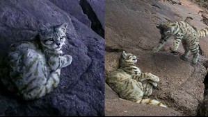 Un especial hallazgo en Valparaíso: Fotografían a gato andino y a su cría jugando en la cordillera del Melón