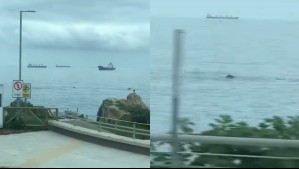 'Qué preciosura': Así captaron a grupo de delfines en la costa de Valparaíso