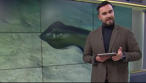 Raya Diamante amenaza las costas del norte de Chile: 'Hay que mantenerse alejado'