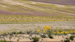 'Casi el mejor Desierto Florido de nuestra historia': Estas zonas tendrán la mayor floración en el Desierto de Atacama 'Casi el mejor Desierto Florido de nuestra historia': Estas zonas tendrán la mayor floración en el Desierto de Atacama
