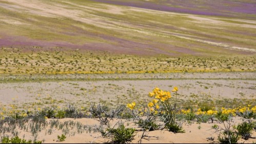 'Casi el mejor Desierto Florido de nuestra historia': Estas zonas tendrán la mayor floración en el Desierto de Atacama