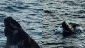 Especie de ballena en peligro de extinción es avistada en costas de Antofagasta: Llaman a la 'observación responsable' Especie de ballena en peligro de extinción es avistada en costas de Antofagasta: Llaman a la 'observación responsable'