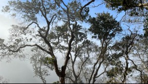 Nuevo estudio identifica refugios naturales en Chile ante el cambio climático Nuevo estudio identifica refugios naturales en Chile ante el cambio climático