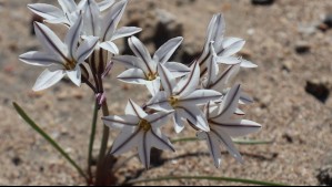 'Atacama empieza a florecer': Las hermosas fotos de los primeros retoños del Desierto Florido 2025 'Atacama empieza a florecer': Las hermosas fotos de los primeros retoños del Desierto Florido 2025