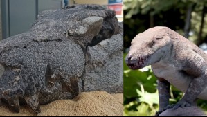 'Un gran depredador que vivió en el sur de la Patagonia': Hallan fósiles de un cocodrilo de la era de los dinosaurios 'Un gran depredador que vivió en el sur de la Patagonia': Hallan fósiles de un cocodrilo de la era de los dinosaurios